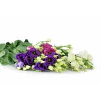 Eustoma